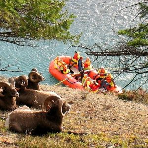 Wildlife - Bighorn Sheep - Athabasca River Easy Scenic Raft Trip