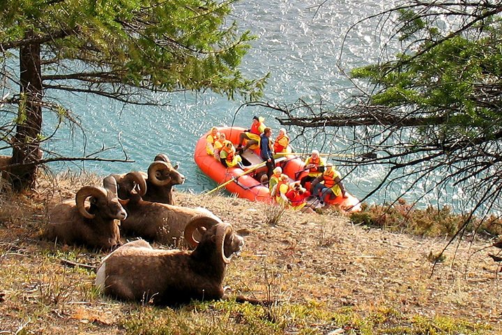 Wildlife - Bighorn Sheep - Athabasca River Easy Scenic Raft Trip