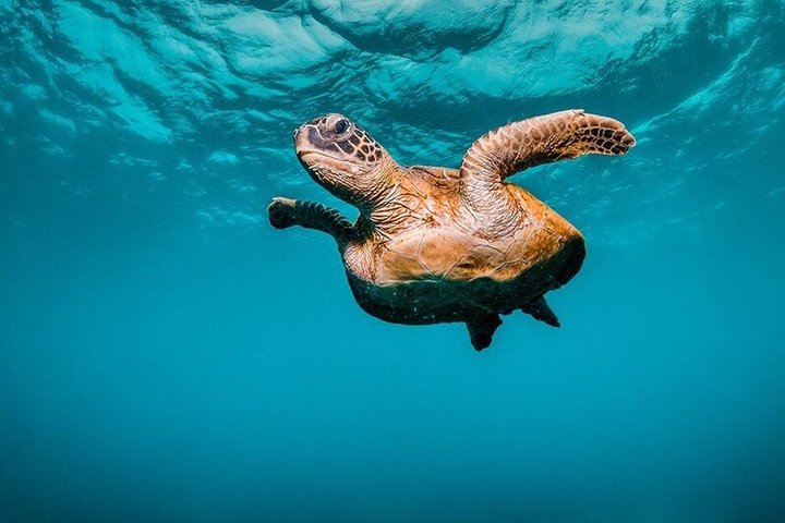 Lanai Snorkel Safari Experience from Maui - Photo 8