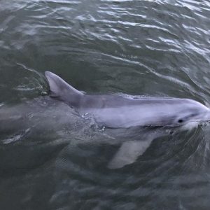 Tubing and Dolphins Up to 6 Guests - Photo 2