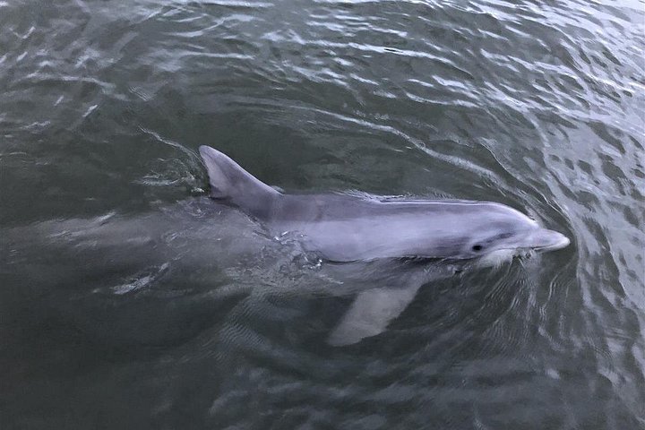 Tubing and Dolphins Up to 6 Guests - Photo 2