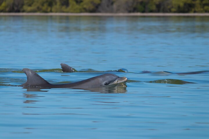 Tubing and Dolphins Up to 6 Guests - Photo 4
