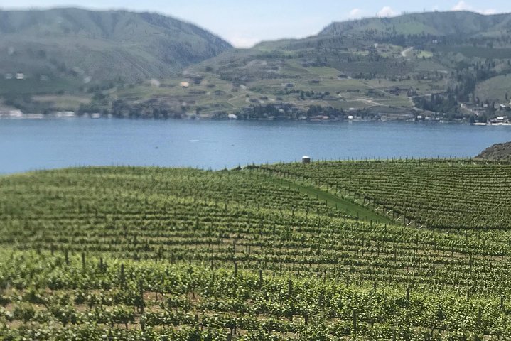 Grapes ready for production - Whitewater and Wine: Wenatchee River Whitewater Rafting and Winery Tour