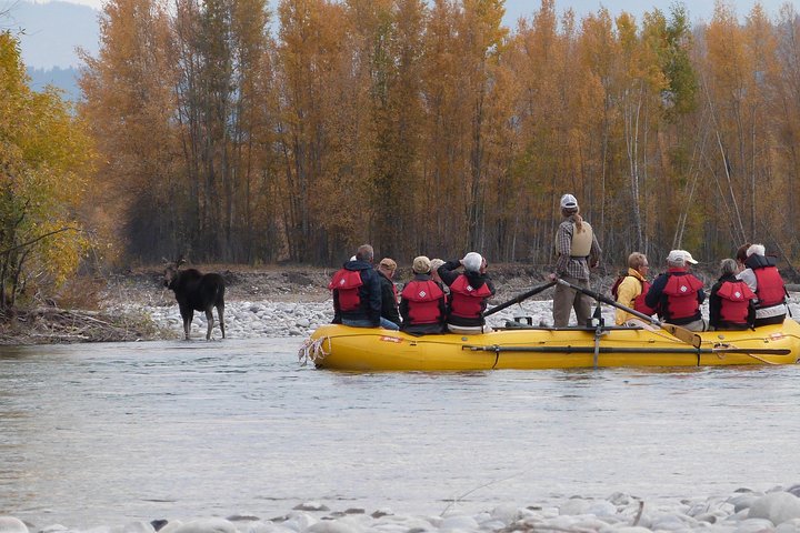 Moose sighting! Snake River. - Snake River Scenic Float Trip with Teton Views in Jackson Hole