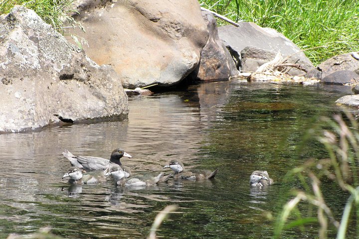 See the endangered whio or blue duck that live on the river - Tongariro Thrills: Grade 3 Whitewater Rafting Adventure