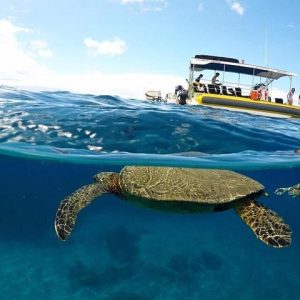 Snorkeling with turtles! - Ultimate 4 Hour Lanai Snorkel and Dolphin Encounter