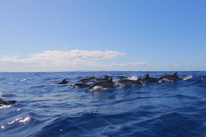 Pod of dolphins! - Ultimate 4 Hour Lanai Snorkel and Dolphin Encounter