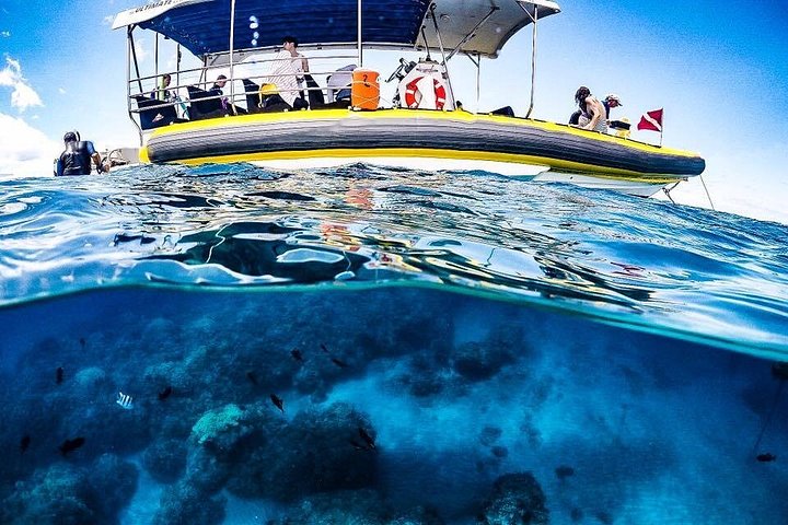 Prestine reef - Ultimate 4 Hour Lanai Snorkel and Dolphin Encounter