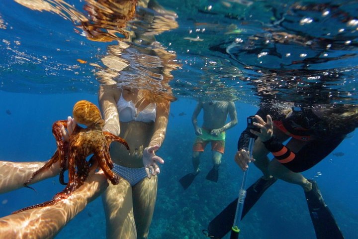 Marine life! - Ultimate 4 Hour Lanai Snorkel and Dolphin Encounter