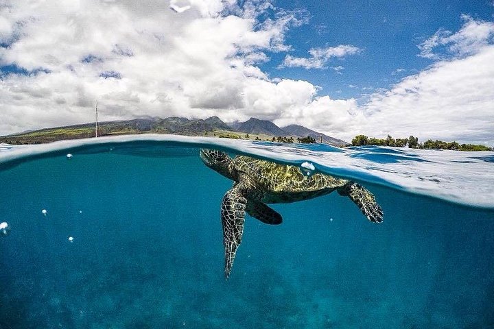 Turtles! - Ultimate 4 Hour Lanai Snorkel and Dolphin Encounter