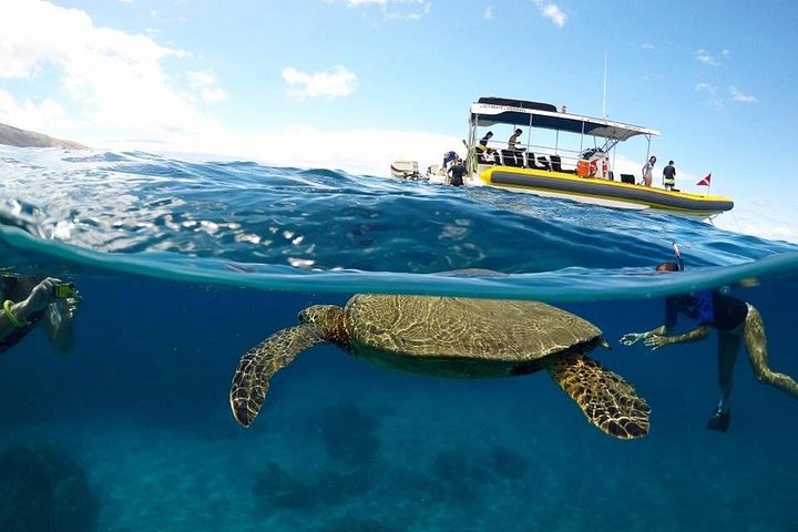 Snorkeling with turtles! - Ultimate 4 Hour Lanai Snorkel and Dolphin Encounter