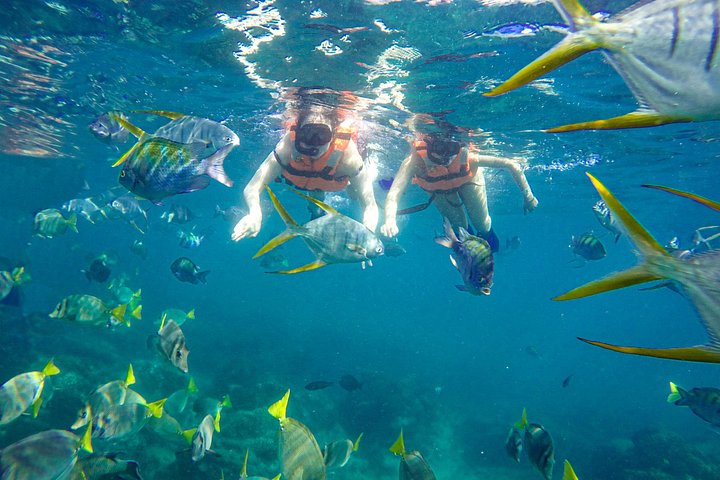 Abundant sealife - Cabo Half-Day Snorkel Adventure with Lunch and Open Bar