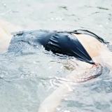 Mastering Boat CPR: Techniques, Laws, and Essential Tips for Mariners