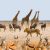 Namibia Safari tour with lions