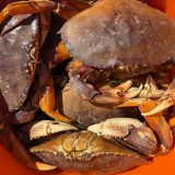 The Local’s Ultimate Vancouver, BC Crabbing Guide: Expert Dungeness & Red Rock Tips