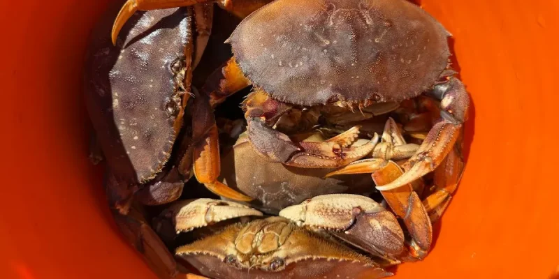 The Local’s Ultimate Vancouver, BC Crabbing Guide: Expert Dungeness & Red Rock Tips