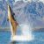 Queenstown Hydro Attack Shark Ride Adventure